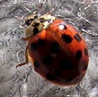 Harlequin ladybird